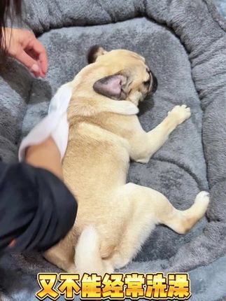 狗狗脏了臭了不能频繁洗澡 辛亏有这个免洗手套,关键还便宜#宠物免洗手套 #狗狗免洗手套 #宠物用品好物推荐