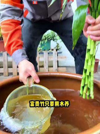 富贵竹黄叶烂根怎么办?给它浇这种水很快就会枝叶油绿根系发达还爱冒新芽