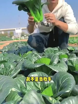 黑叶矮脚苏州青。耐寒耐热,适应性强,适合新手种植,阳台花盆小院均可种植#三农#蔬菜种子 #农业种植 #苏州