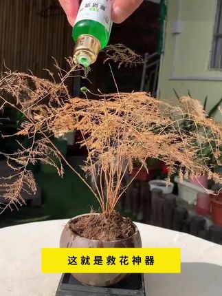 这就是救花神器,家里植物养成这个鬼样子,不要着急,你就给它浇这种水,它能激活植物根系生长活力促进生长#花卉绿植