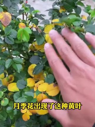 植物发黄掉叶,你就给它用这个水,很快枝繁叶茂花满盘!