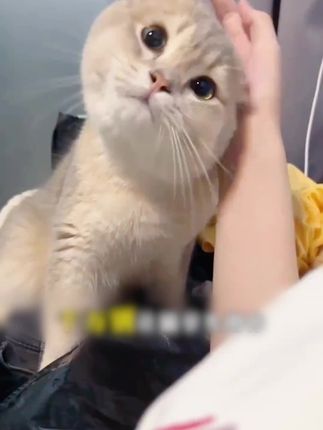 猫咪经常踢耳朵,甩耳朵,一定要及时清洁,不然严重的话耳道会发炎#萌宠好物 #宠物滴耳液