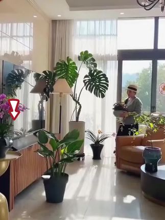 养花有技巧,多做这一步养花不再难 #种植小技巧 #园艺生活