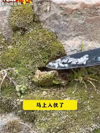 #西兰菜苔 营养丰富,凉拌热炒涮火锅都好吃,种植一次可以多茬采摘#阳台花盆小院均可种植 #西兰菜苔种子