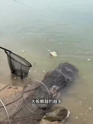 西部风新品纪念版爆窝米麦窝料酒米五谷杂粮混合打窝避杂鱼钓大鱼
