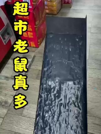 这么好用的老鼠板我怎么没早点发现聪明老鼠一粘一个稳 一开一揪一放轻松把全家老鼠都引诱过来抓光