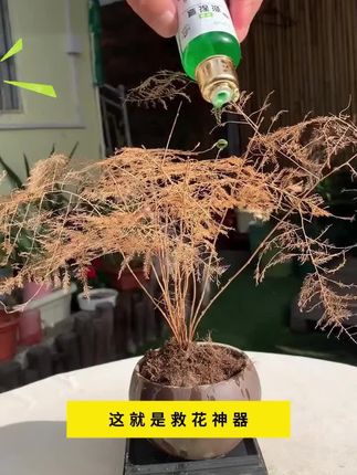 这就是救花神器,发财树养成这个鬼样子,不要着急,你就给它浇这种水,它能激活植物根系细胞促进生长#花卉绿植