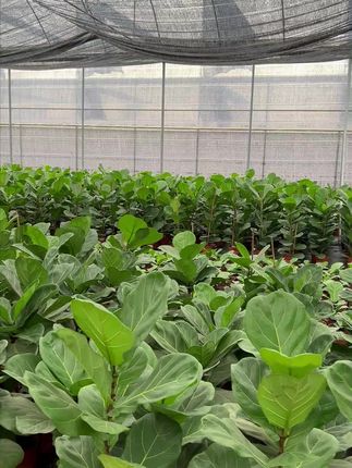 广州花都琴叶榕基地,基地直发,规格齐全,新年新气象#琴叶榕 #花卉绿植 #爱生活爱养花#花卉基地#绿植