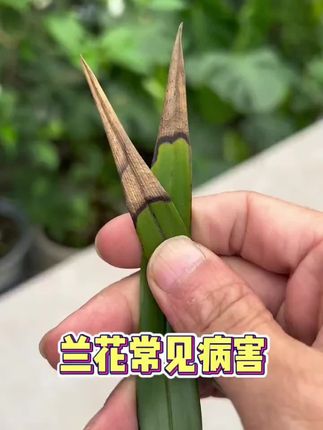 一次使用长久释放养分!家里的植物黄叶掉叶长势不好!就用植物再生剂!