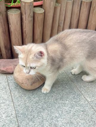 【泡芙夹心猫粮新工艺,鲜肉注浆】酥化外壳、鲜肉夹心