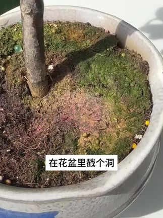 现在这个时间要抓紧时间给家里的 #花卉绿植 追施一波肥了#爱生活爱养花