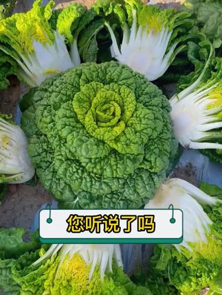 黄心乌塌菜也叫黄心菜,它的叶片带有特殊的褶皱,好吃好种还高产,喜欢吃的赶紧种一些吧