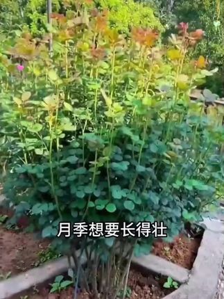 养花有技巧,多做这一步养花不再难 #种植小技巧 #园艺生活