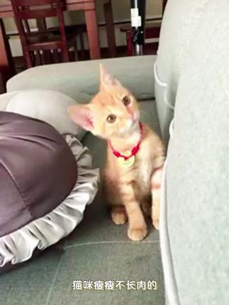 终于等到博玛七拼大破价了,39.8到手5斤猫咪爱吃的冻干猫粮,可惜活动就这两天…
