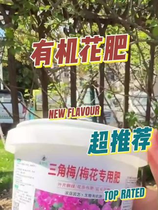 三角梅其实很贪吃,满足它的大胃口,就能常年爆花、一茬一茬开不断#三角梅 #三角梅养护