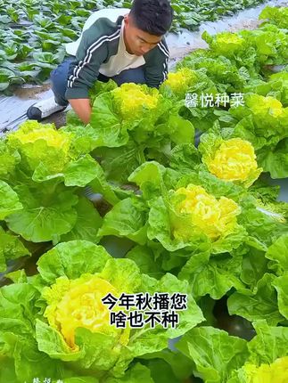 鲜嫩好吃的黄心白菜,口感细腻味道清甜 #大白菜#蔬菜种子#农业种植