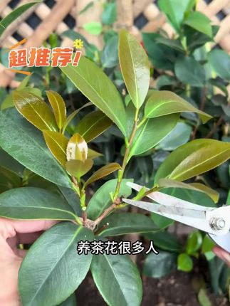 养#月季 很多人第一步就做错了,月季是出了名的爱生病,所以一定要定期给他预防病虫害#养花小知识 #花卉绿植