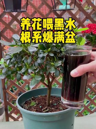 在室内养花,只要记住这个方法,就能叶片油亮,植物不黄叶不掉叶长得又快又好#养花小知识 #爱生活爱养花#花卉绿植