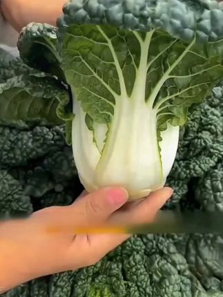 黄心乌塌菜,口感脆嫩鲜美,营养价值高,怎么做都好吃,种菜高产,推荐你也种一些吧#中秋好物