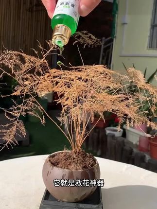【植物复活液】浓缩营养氨基酸液针对植物光杆发黄掉叶根系生根生长