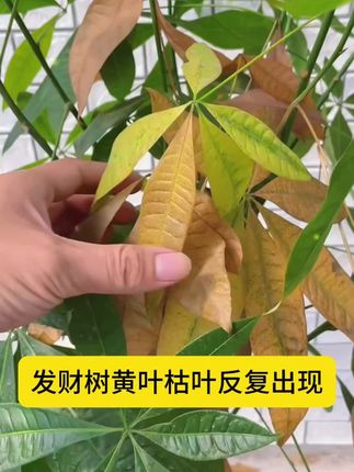 想要植物枝繁叶茂开花多,一定要用上这个再生剂#家庭园艺