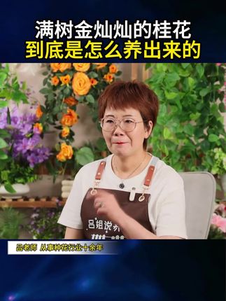 #桂花 很贪吃你知道吗?给它喂点这个,很快枝繁叶茂开花多!#桂花树 #家庭养花 #养花小知识