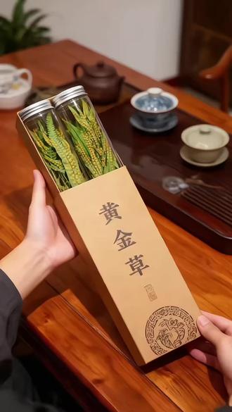 正宗长白山化石 草黄金草泡水煮水