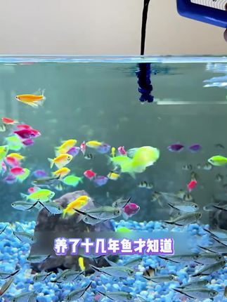 #养鱼日记#水族#清澜澳#亚甲基蓝