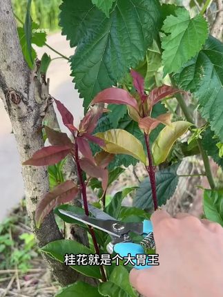 #桂花 很贪吃你知道吗?给它喂点这个,很快枝繁叶茂开花多!#桂花树 #家庭养花 #养花小知识