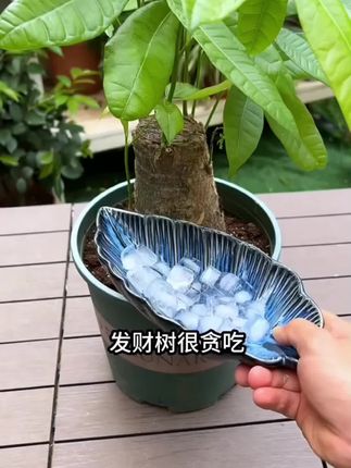 无需复杂步骤,一插即活!这款发财树植物再生剂,让你轻松成为养花达人