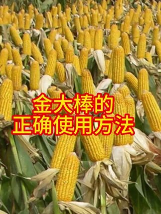 玉米要想棒子大就用金大棒