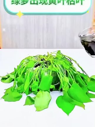 现在这个时间要抓紧时间给家里的 #花卉绿植 追施一波肥了#爱生活爱养花