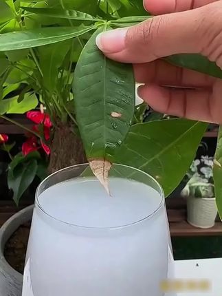 总忘追肥的新手,只需在盆边埋一粒再生剂,日常浇水就能慢慢释放养分,养花再也不用记施肥时间 #养花小知识