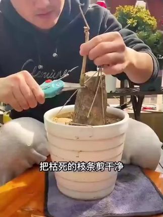 种植只会浇水,土壤就会板结,植物会慢慢走向衰败,不妨用它浇一浇,就能轻松救活枝繁叶茂开花满枝芽!