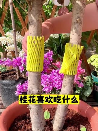 桂花其实很贪吃,满足它的大胃口,就能常年爆花、一茬一茬开不断#兰花 #兰花养护