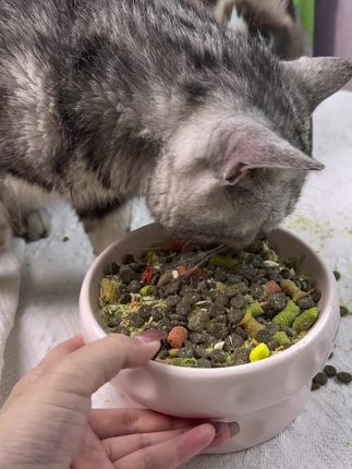 猫咪增肥发腮的秘密武器,泡芙鲜肉夹心猫粮! 是时候给猫咪来点新鲜的了#猫粮推荐 #新手养猫 #养猫新手 #泡芙猫粮