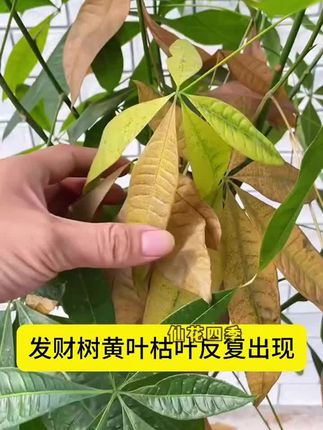 【植物复活液】浓缩营养氨基酸液针对植物光杆发黄掉叶根系生根生长