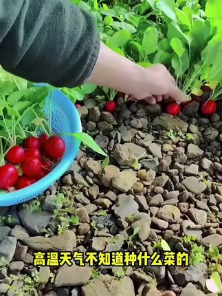 #樱桃萝卜种子#萝卜种子#超便宜超划算#萝卜种植#农业种植