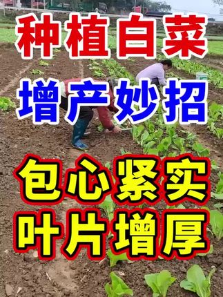 大白菜种植全攻略:时间选择与种植方法详解.