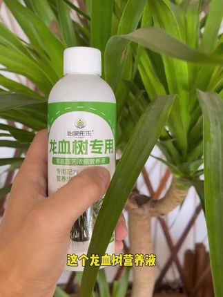 龙血树黄叶烂根,这是长期只浇自来水导致的,可以给它吃这个龙血树专用液!