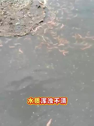 强效分解底改纯高聚铁分解淤泥改底超强改黑底去腥除味净水降氨氮