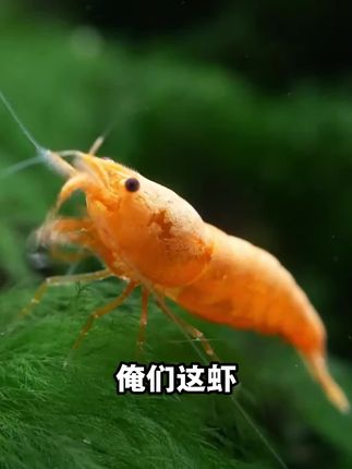 今年流行北极甜虾,美味又营养,吃到停不下来!