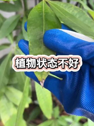 没时间施肥的你,只要在土里插一支再生液,平时浇水就能释放养分,让养花变得简单#养花小知识