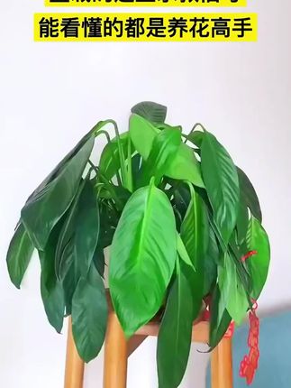 它就是植物复活神器,促进黄叶变绿叶叶子绿油油,绿植花卉都可以试一试!
