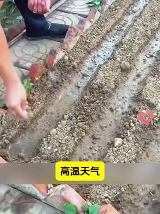 好吃又非常好种植的孔雀菜!#蔬菜种子 #在家种菜 #蔬菜 #孔雀菜