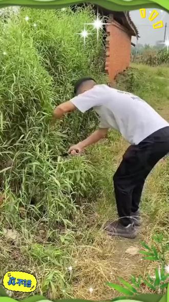 防大虫防黄鼠狼防爬虫