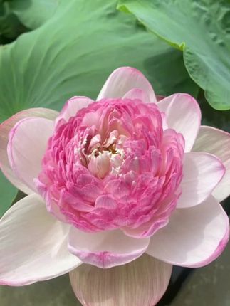 健康生活,营养是基石!益生菌高钙蛋白粉,新疆奶源无蔗糖 #高钙驼奶粉 #益生菌高钙驼奶粉