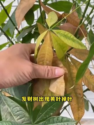 没时间施肥的你,只要在土里插一支发财树再生液,平时浇水就能释放养分,让养花变得简单#养花小知识