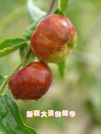 新疆和田沙漠蟠枣脆甜可口,追剧必备,好吃到停不下来!左下角领取优惠