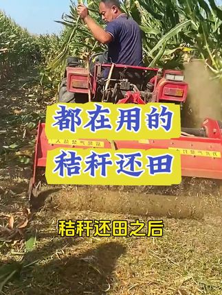 玉米处理秸秆是大难题!教你一招搞定!使用秸秆腐蚀菌肥,快速腐熟!还能减少病虫害预防根腐!#秸秆还田#秸秆腐熟